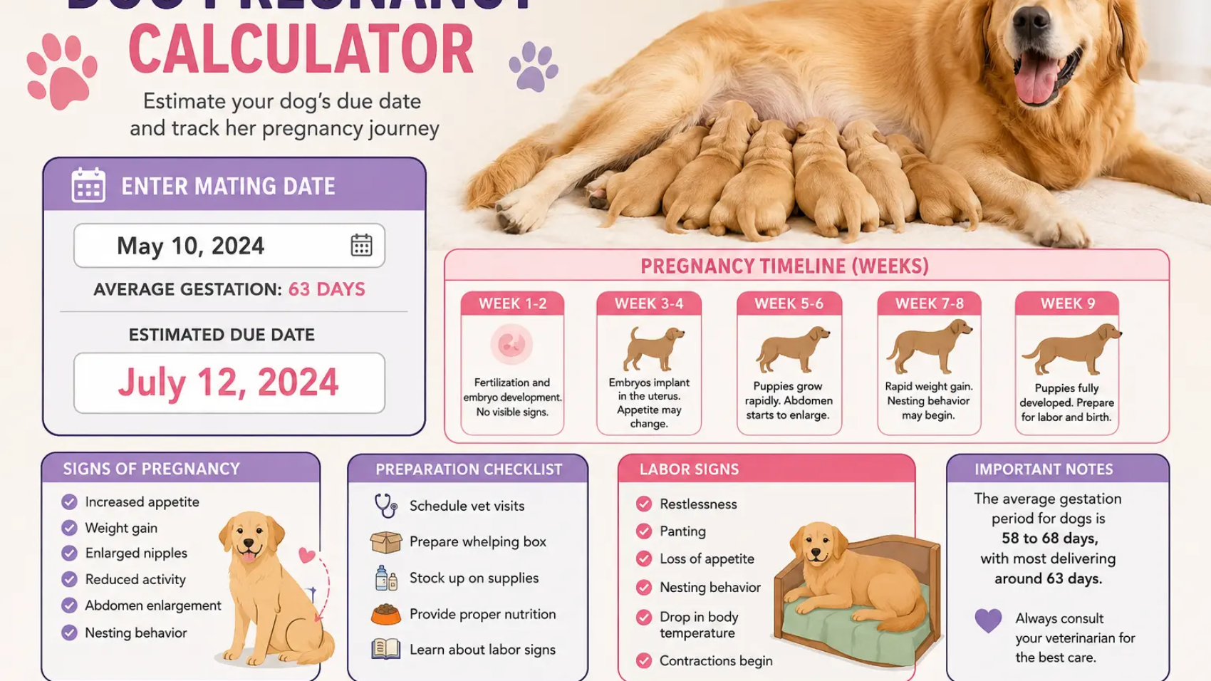 Dog pregnancy calculator infographic with due date timeline and puppy development stages.